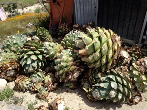 Agave hearts ready to become Martin Garcia's mezcal