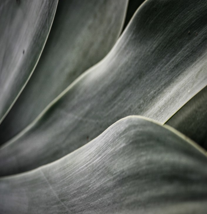 0819bagave fronds